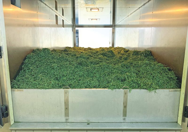 Getreidegräser Trocknung